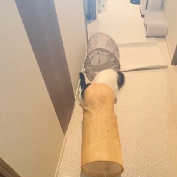 猫トンネルを上から見てみると…