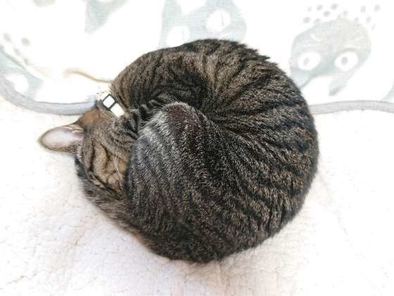 かんなちゃんのアンモニャイト