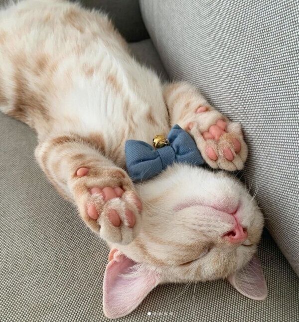 ヘソ天するきなこくん