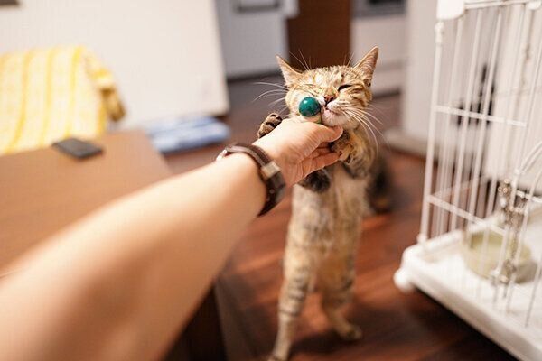 遊ぶしじみちゃん