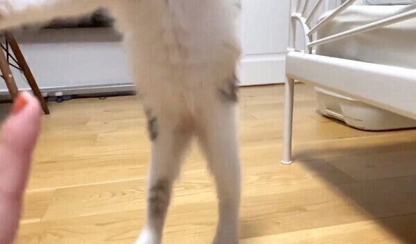 名前を呼ばれて走ってくるうなぎちゃん