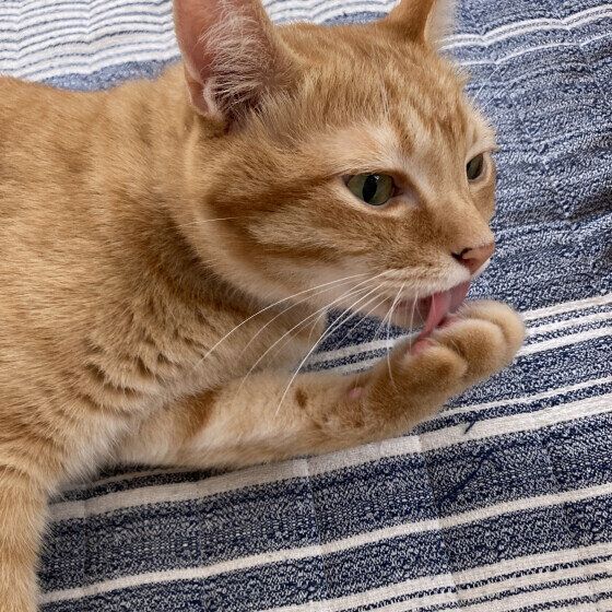 Mix（茶トラ）のバロンくん♪