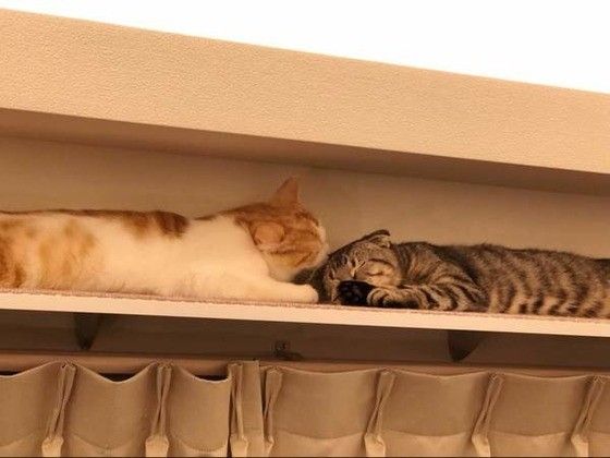 遊ぶスコティッシュフォールド