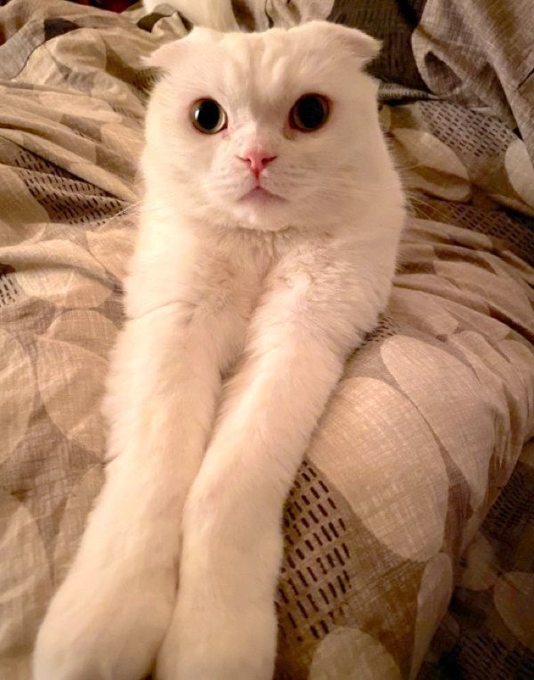 前足をそろえるむくちゃん