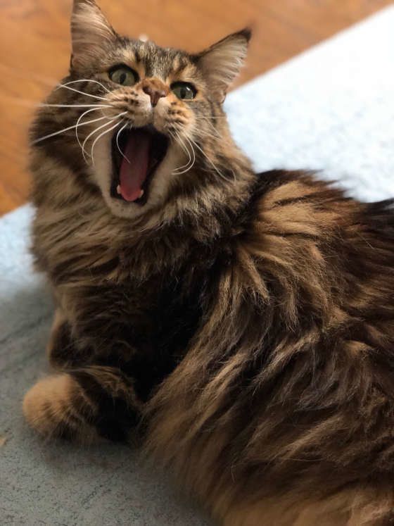 メインクーンのROYCEくん