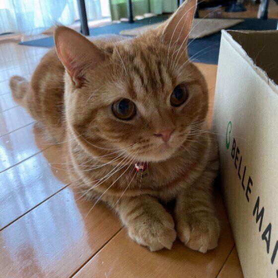 くつろぐスコティッシュフォールド