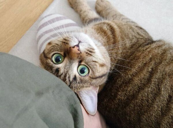 甘えるもんちゃん