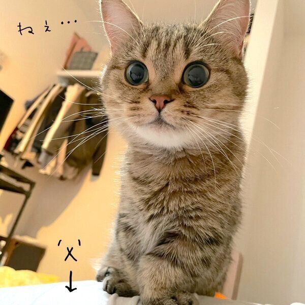 「ドアを開けて」とアピールをするきなこちゃん