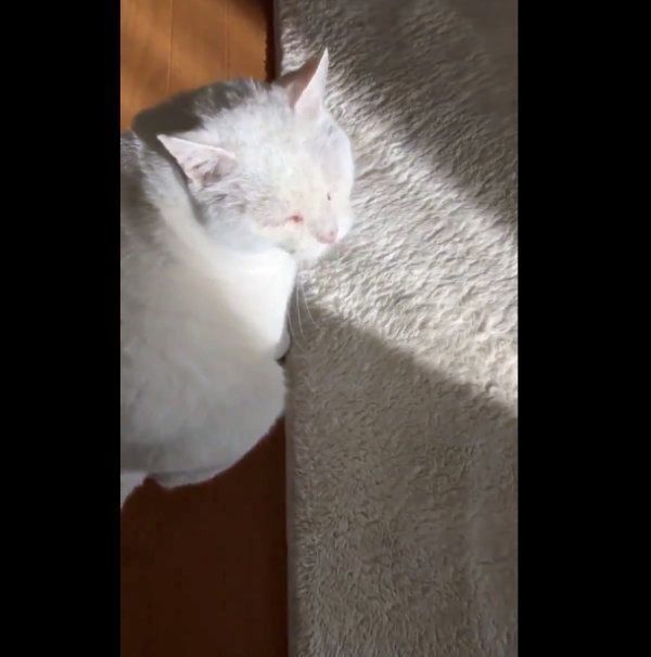 猫のしーちゃん