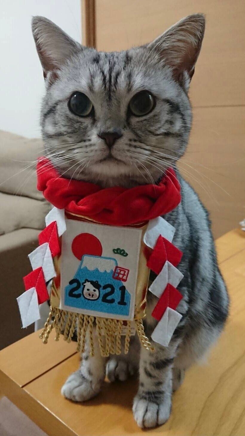 ねこのきもちWEB MAGAZINE ねこの日企画「MEN'S CAT」