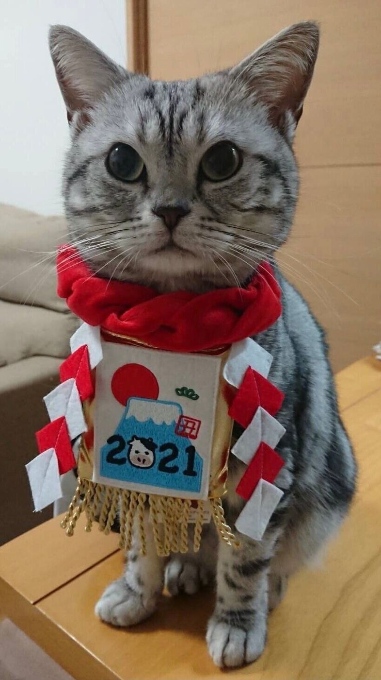 パパとママではあきらかに態度が違う猫 一目置いているパパにだけみせる 特別な甘え方 ねこのきもちweb Magazine