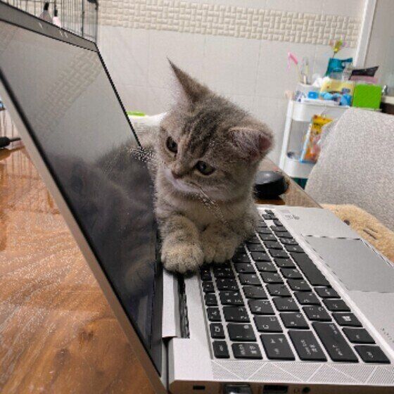 パソコンに乗る猫