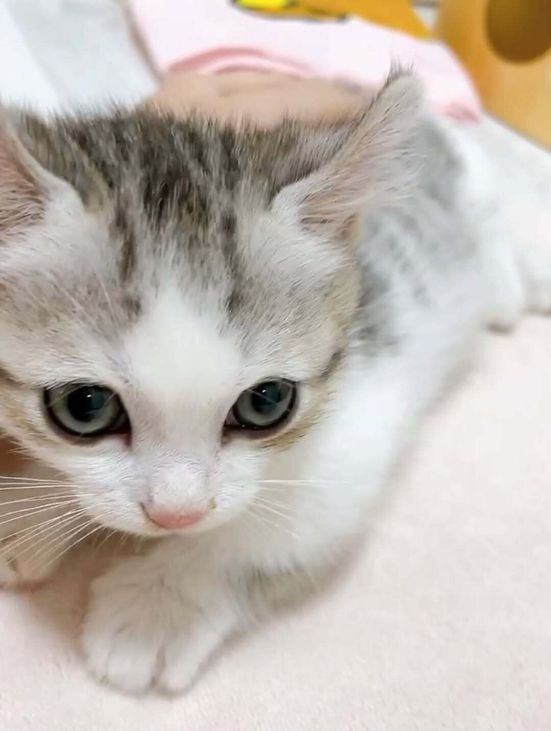 休んでいる生後2カ月の子猫