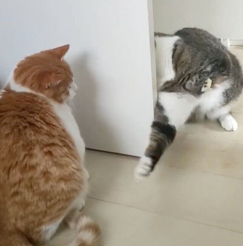 不審な動きをするまめたろくんと、困惑するチョロすけくん