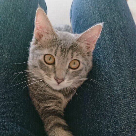 足の間を通るあずきちゃん