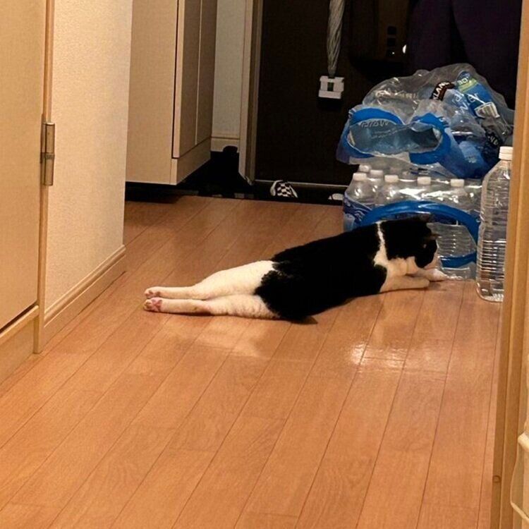 毛柄がスクール水着を着たように見える琥珀くん