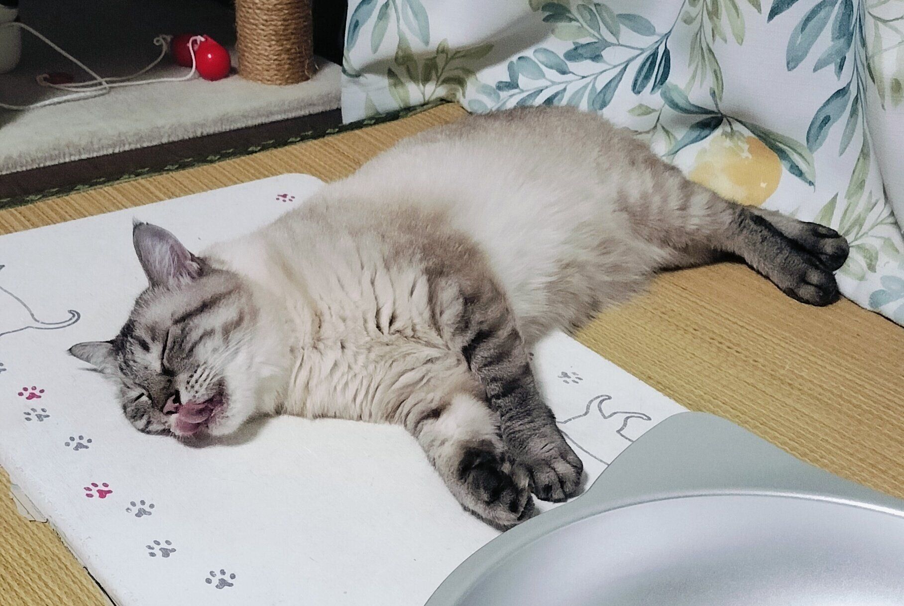 寝姿が可愛いつむぎちゃん