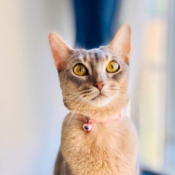 見つめるアビシニアン