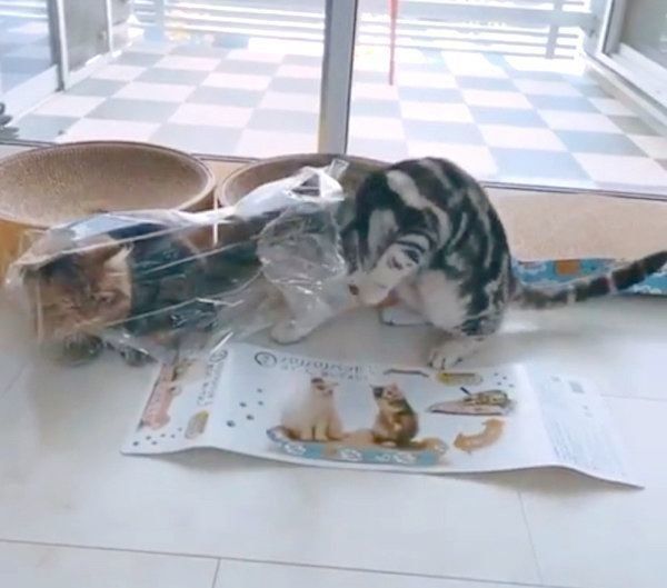 「爪とぎ器」を新調してもらったアメリカンショートヘアとミヌエット