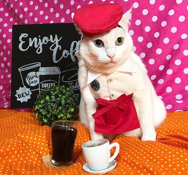 コスプレする猫