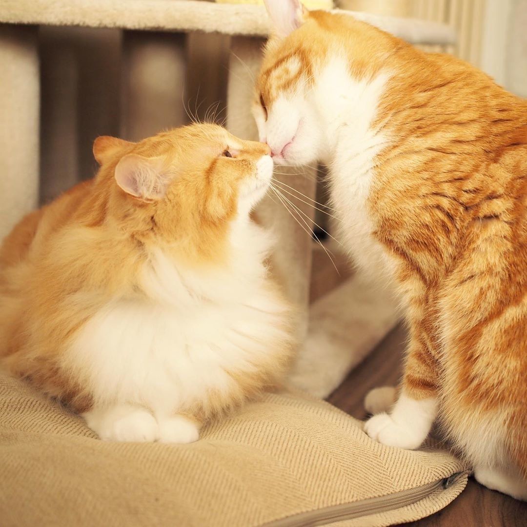 2匹のジャパニーズ・ボブテイル