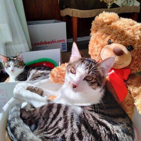 日向ぼっこする猫