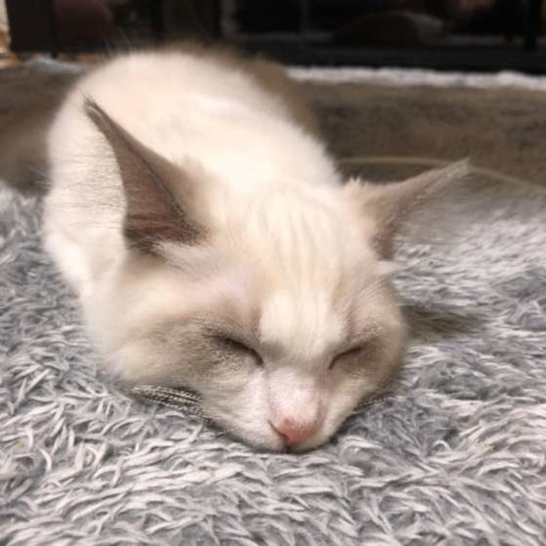 ツチノコ そっくりな猫のポーズ それは香箱座りの進化版だった ねこのきもちweb Magazine ツチノコ そっくりな猫のポーズ それは香箱座りの進化版だった ねこのきもちweb Magazine