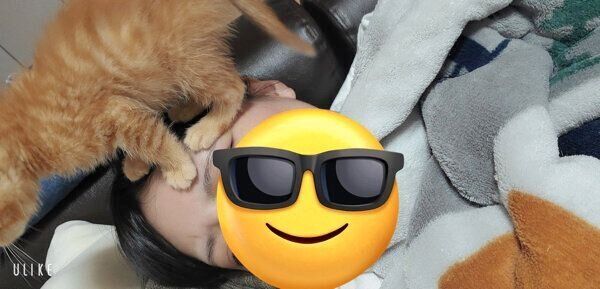 飼い主さんの顔の上に乗るうにくん