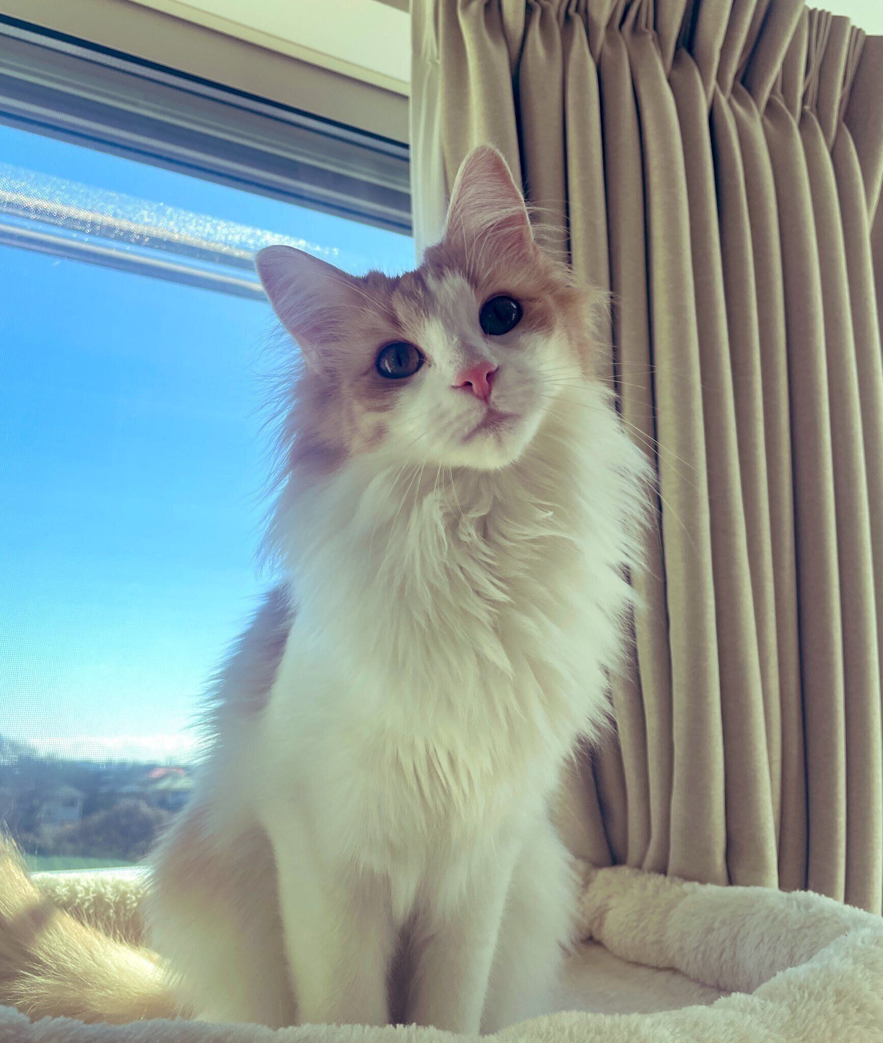 1才のノルウェージャンフォレストキャット