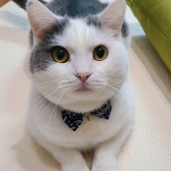 じーっとみつめるごままる