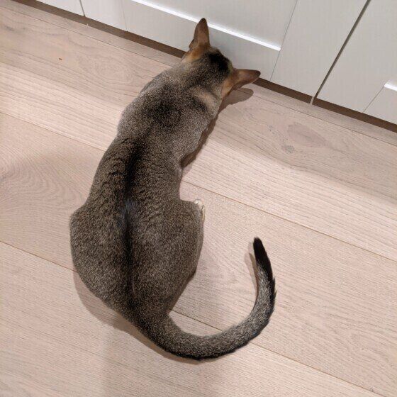 しっぽを見せるシンガプーラのまめ太郎くん