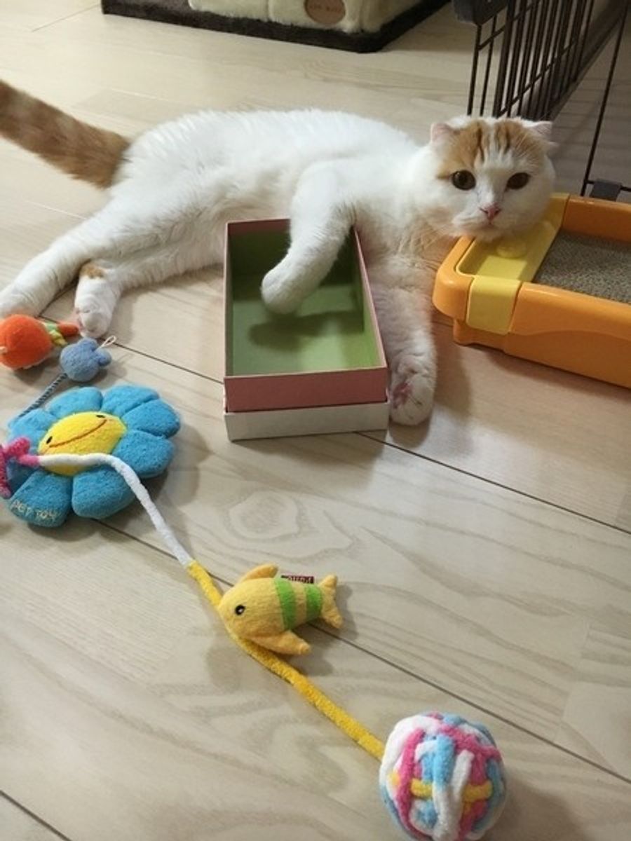 おうちの中でハンター気分 狩り遊び で猫の本能を満たそう ねこのきもちweb Magazine おうちの中でハンター気分 狩り遊び で猫の本能を満たそう ねこのきもちweb Magazine