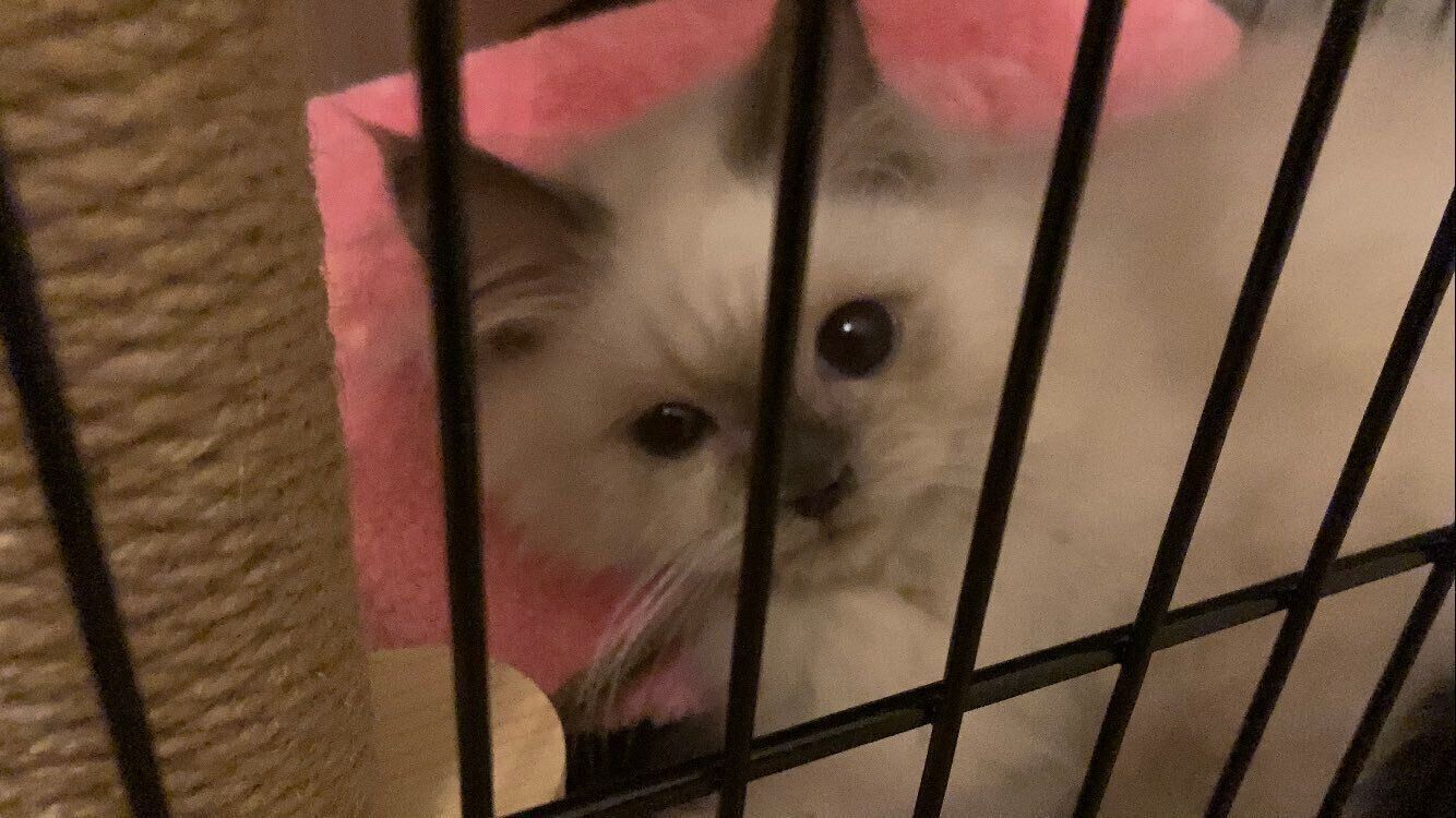 生後3カ月のヒマラヤンの子猫