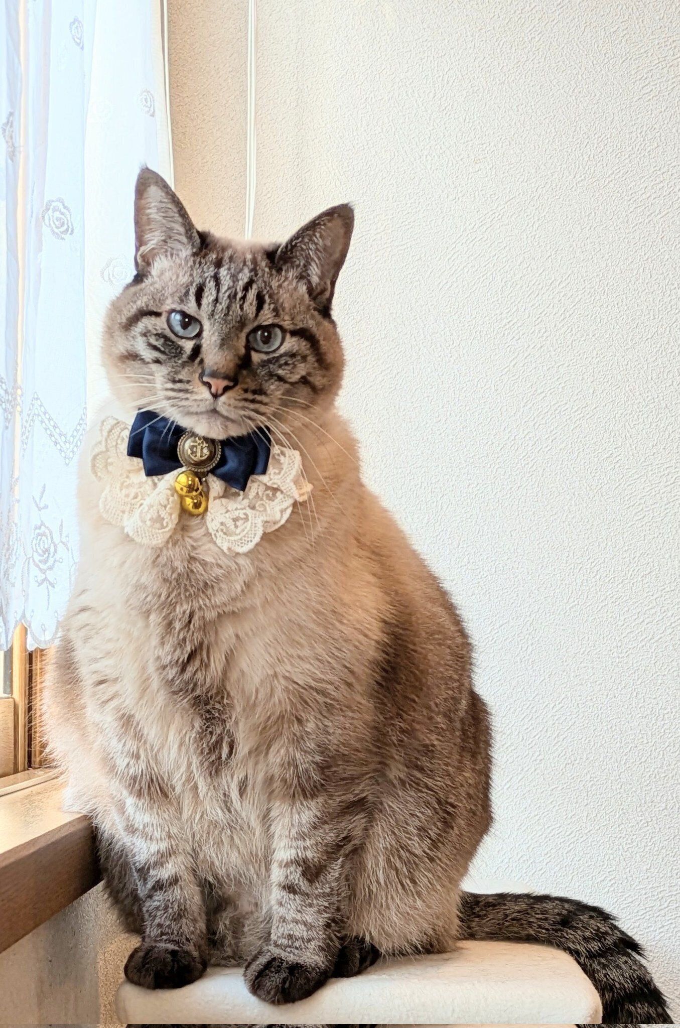 15才の誕生日を迎えた猫