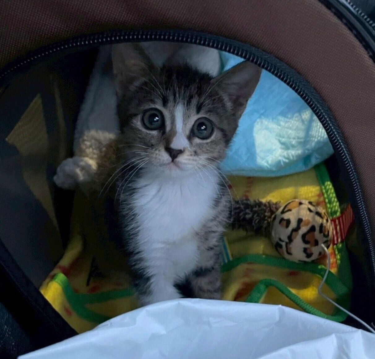 飼い主さんの家に来た日のきびちゃん