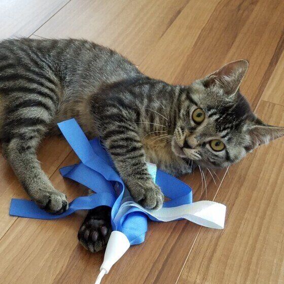 キジトラのしずくちゃん