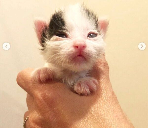 小さいぬーくん