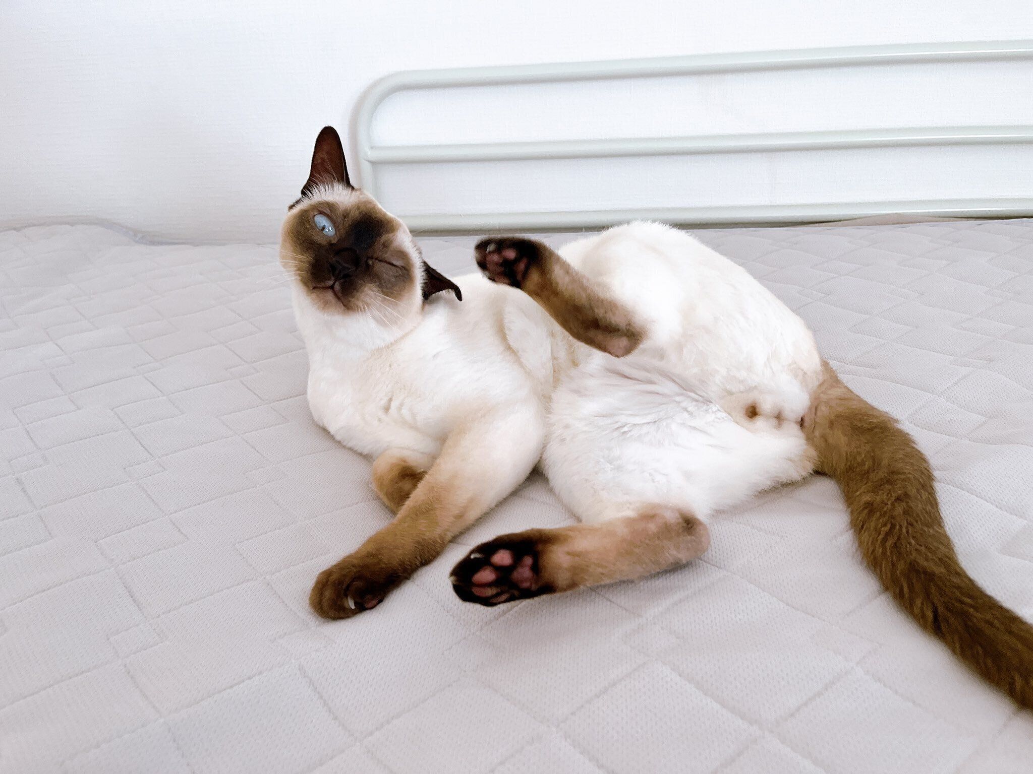 ベッドの上で寝転がるたきちゃん