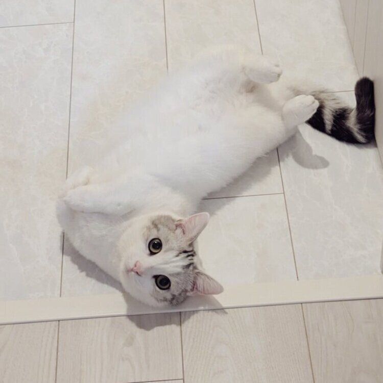 飼い主さんに甘えるように寝転がるシロップくん