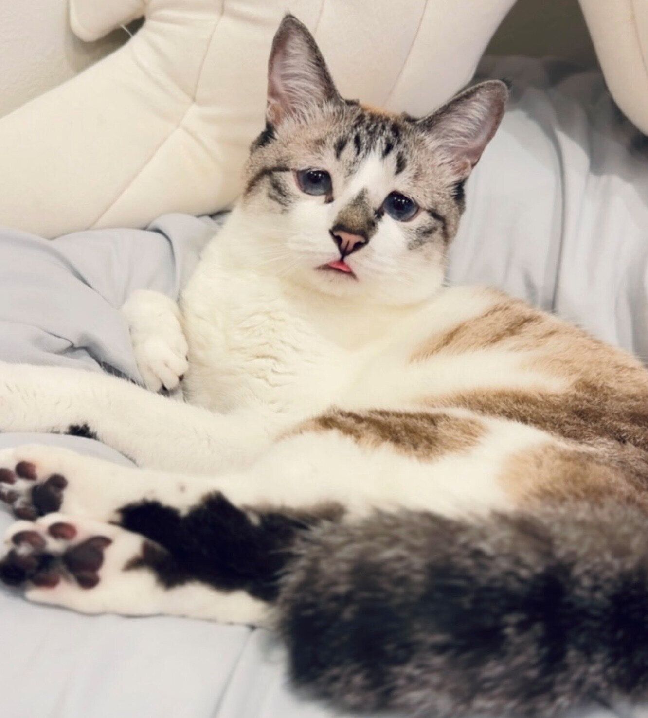 まったりするミントちゃん