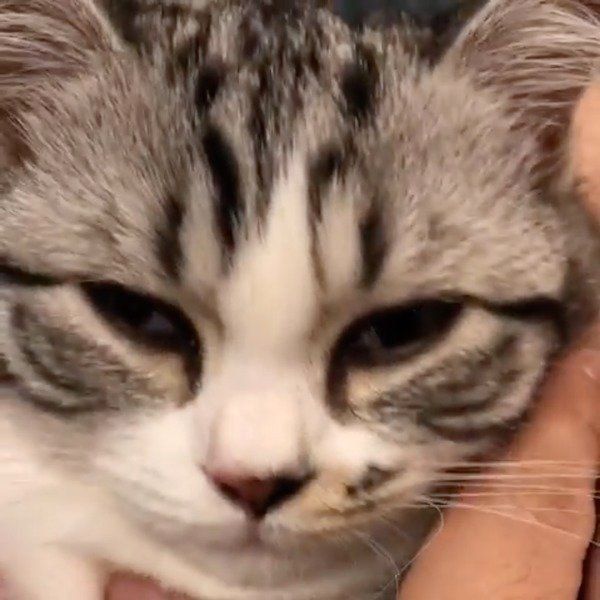 お顔のマッサージが気持ちよさそうなマンチカン