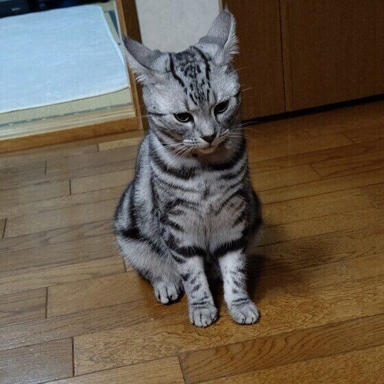 イカ身になるアメリカンショートヘアの女の子