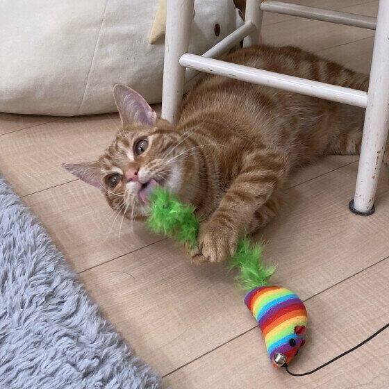 アメリカンショートヘアのぜんいつくん