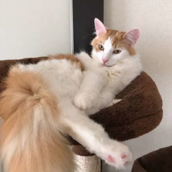 くつろぐノルウェージアンフォレストキャット