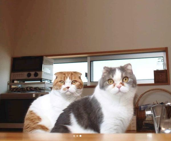 仲良く並ぶスコティッシュフォールド