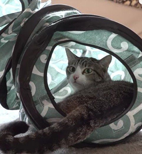 トンネルで遊ぶ、おはぎちゃん