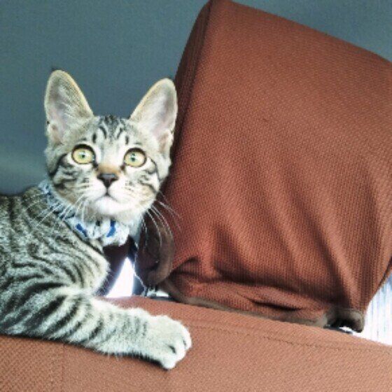 車の中で背もたれの上に乗って、後ろの窓の向こうを見ているキジトラ