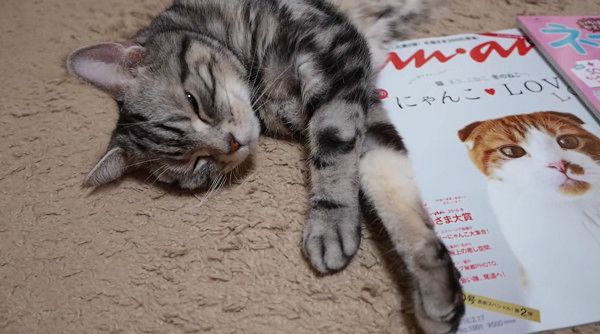 飼い主の気を引こうとする猫