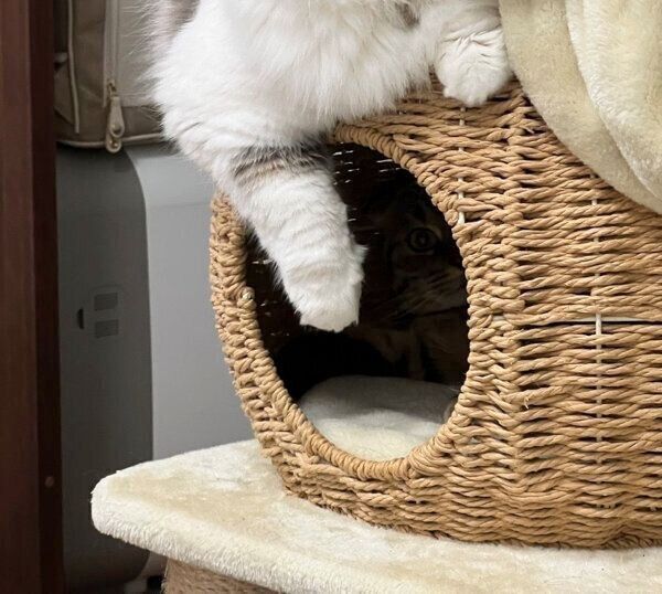 中に隠れるまつたけちゃん