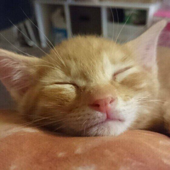 そらじろうちゃん（MIX）